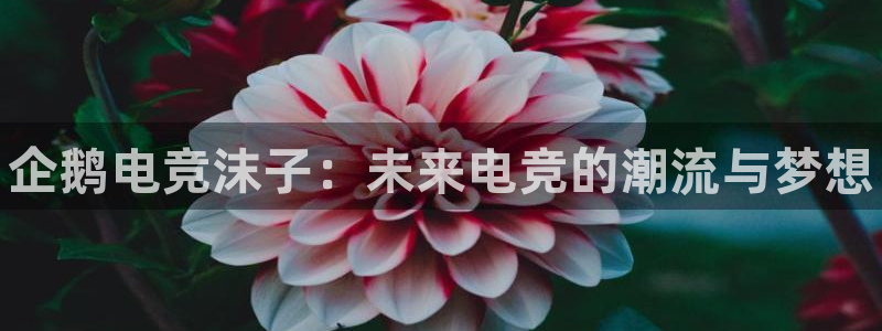 青岛MK电竞电竞超级玩家：企鹅电竞沫子：未来电竞的潮流与梦想